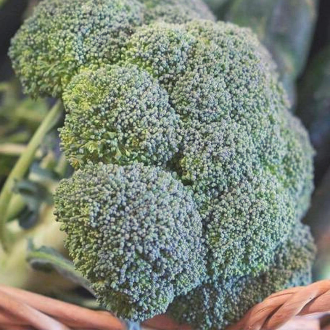 Broccoli — Chemical-Free Produce, Raw Milk & Honey, Pastured Meats ...