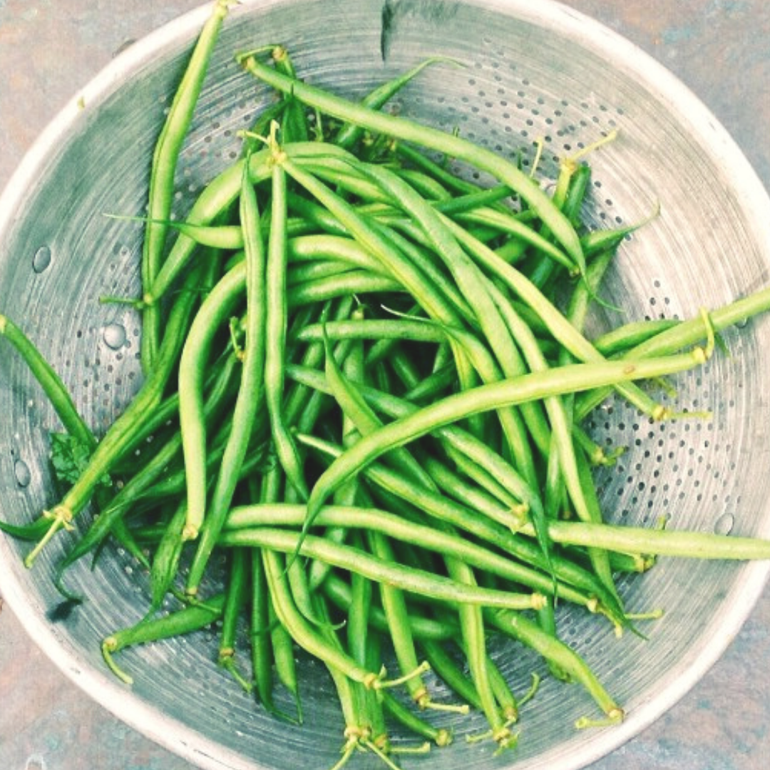 Green Beans (Jade) — Eden Ridge Acres