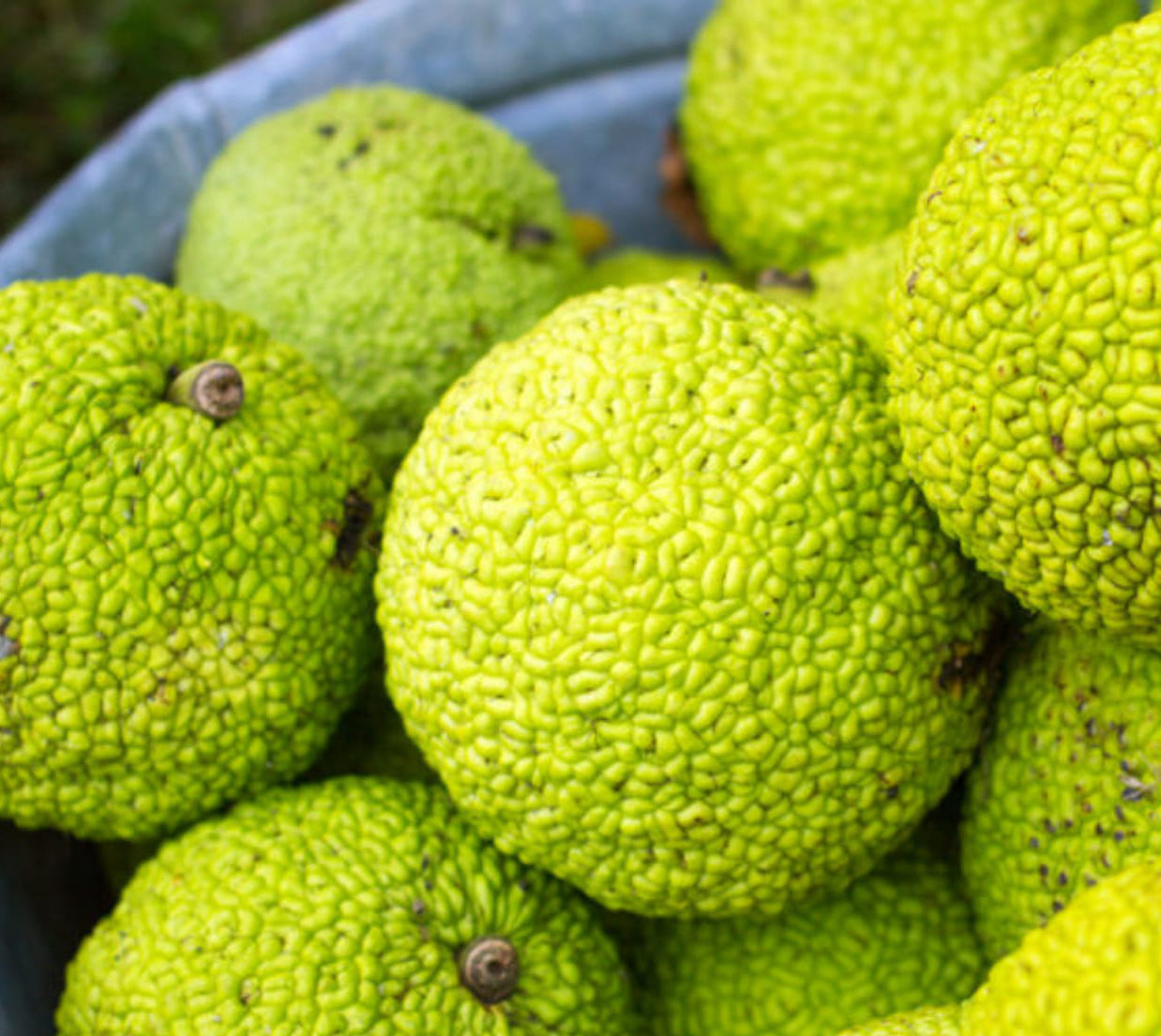 Hedge Apples (Natural Repellent) — Eden Ridge Acres