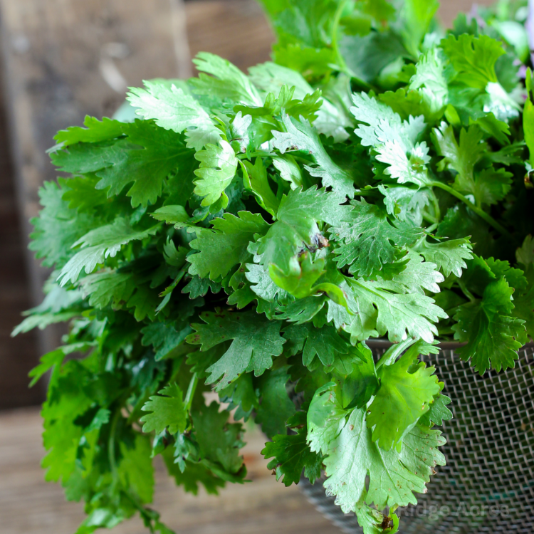 Cilantro — Eden Ridge Acres